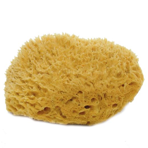 Sponge -- Natural Sea Wool - Small